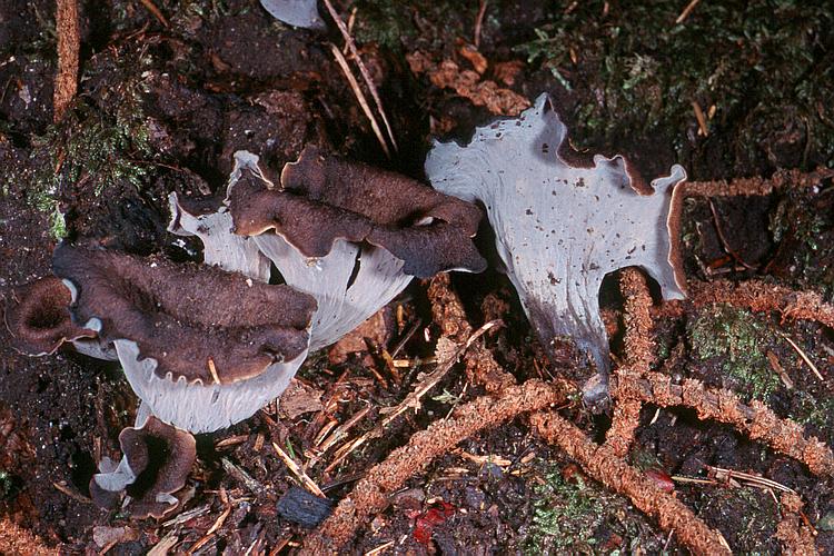  Image name: Trombetta dei Morti4.jpg 
 width: 750 pixel 
 height: 500 pixel 
 Size: 117999 bytes 
 Click to enlarge 